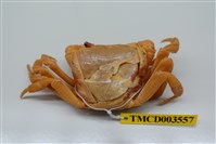 藏品(拉氏清溪蟹)的圖片